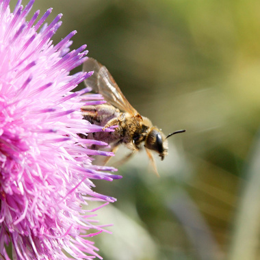 Une stratégie régionale partagée pour la biodiversité