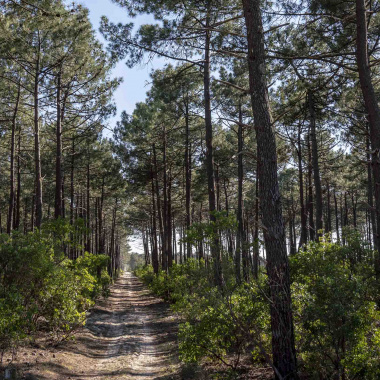 Pour une gestion durable des forêts, en partenariat avec l’ONF