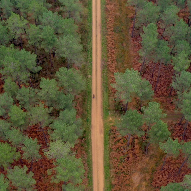Forêt, les nouveaux protecteurs