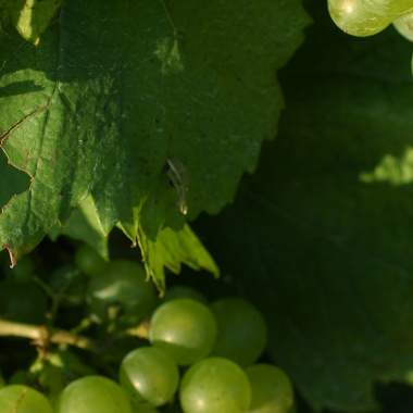   Alternatives - VitiREV, quelle viticulture demain ?