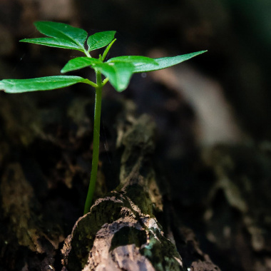 Néo Terra, la stratégie régionale pour les transitions