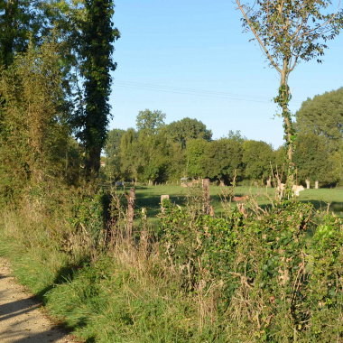 Projet de RNR des marais de Galuchet, la Plante et boucles de la Sèvre niortaise : bilan de la consultation