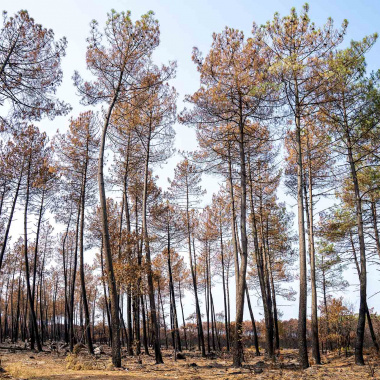 Incendies en Gironde et dans les Landes : les 14 mesures de la Région
