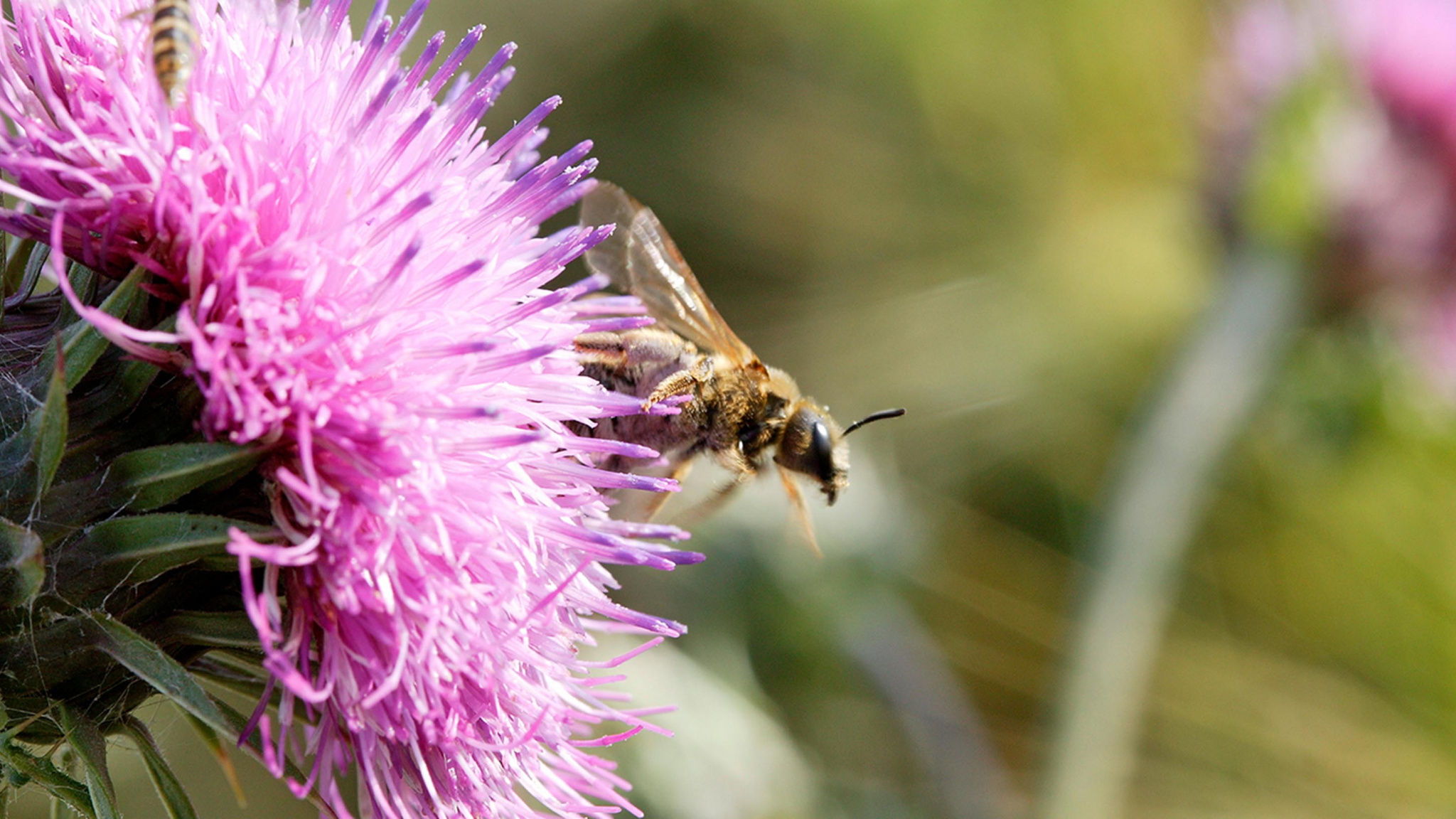 Une stratégie régionale partagée pour la biodiversité