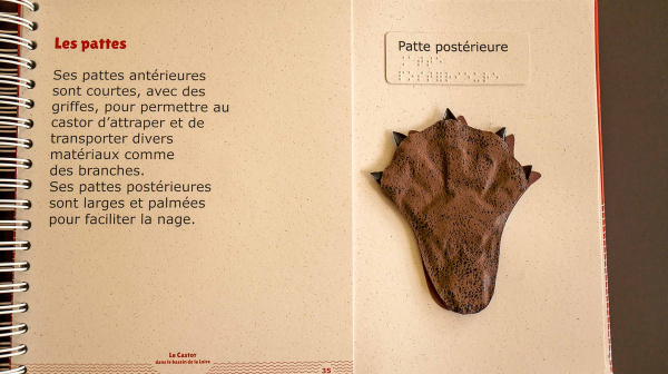 Un livre sur le castor - Mes mains en or