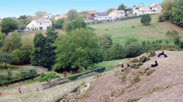 Des chèvres paissent autour du château