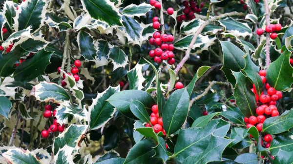 Le jardin public Fernand Villard