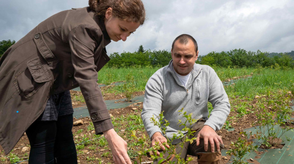 Photo des myrtilles de l'Avehc
