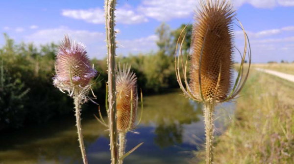 Carnet de Marche- Rochefort- Chemin de Charentes 3