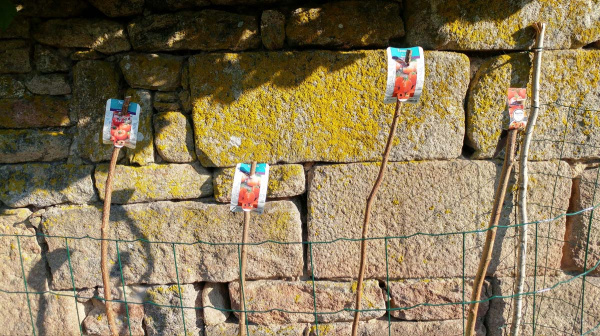 Bientôt, les salades d’été...