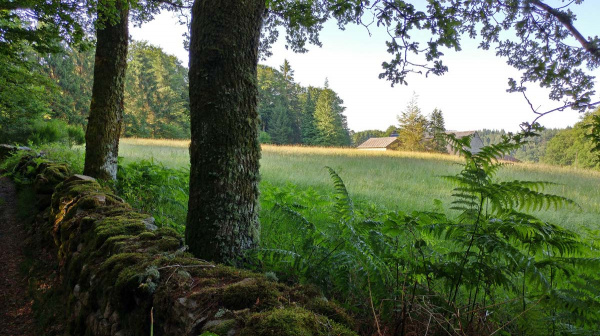 Les haies de campagne