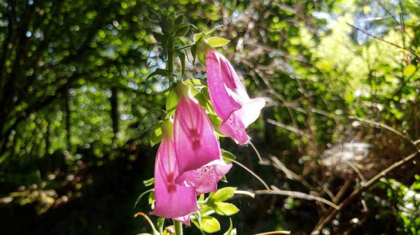 Pleins feux sur les digitales 