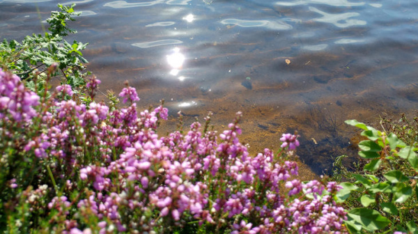 Au royaume de l’eau