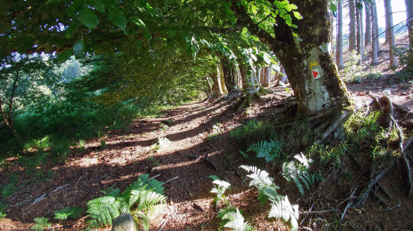La forêt aux mystères