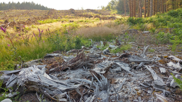 Dans les tourbières de Masgrangeas