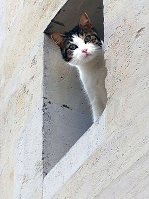 Un chat curieux se niche dans une fenêtre du vieux Cognac, en Charente