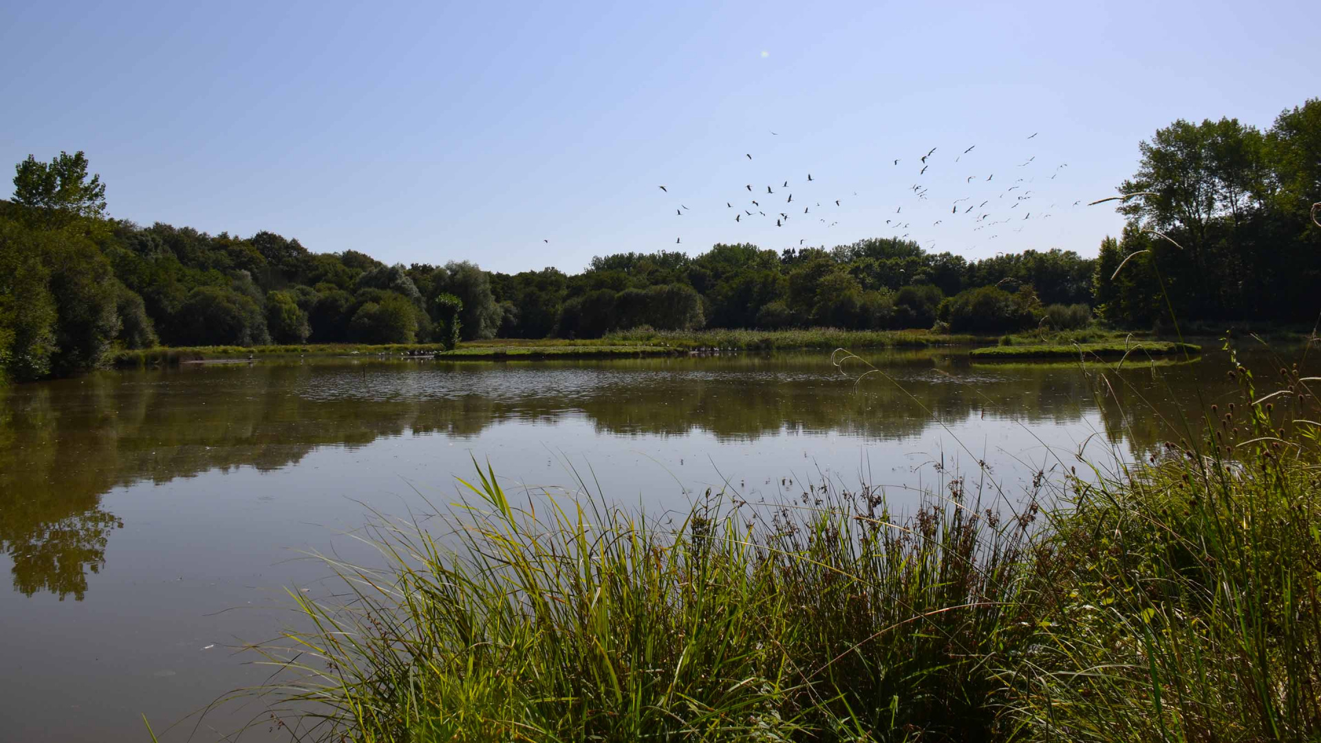 Photo de la RNR de l'étang d'Errota Handia