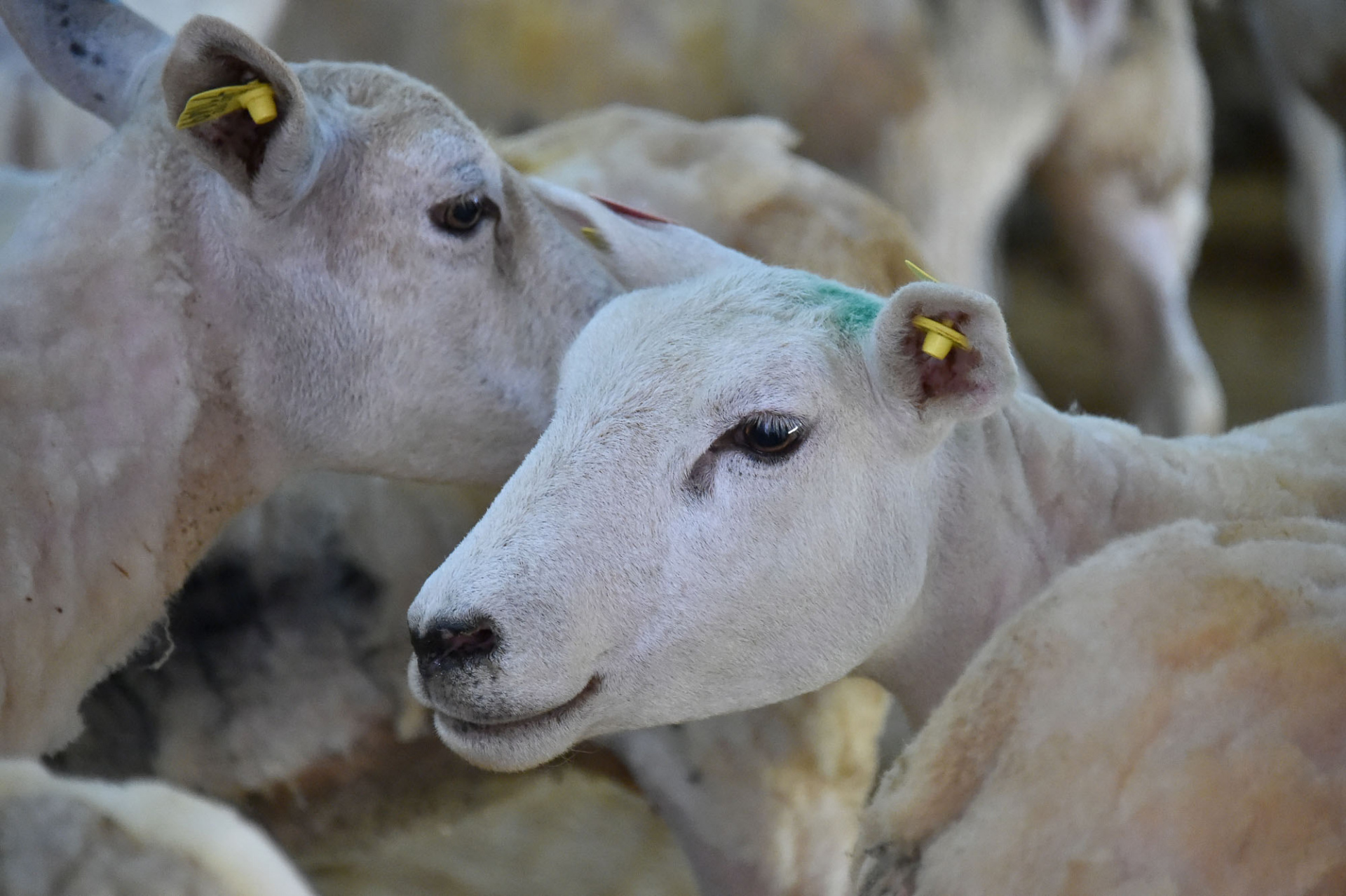 Championnat_mondial_de_tonte