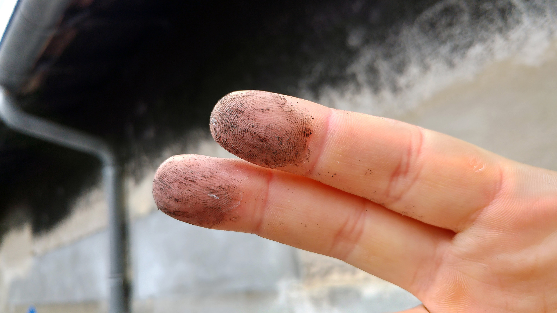 Trace du dépôt noir provoqué par le champignon Torula compniacensis, sur les doigts de l'auteur