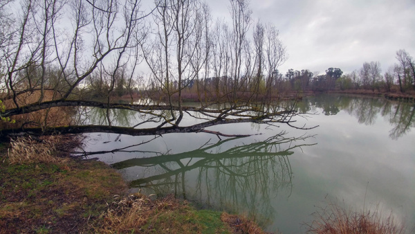 D’arbres et d’eau