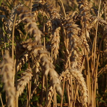 Notre région, 1ère ferme d’Europe