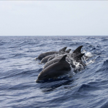 Biodiversité marine : préserver les cétacés du golfe de Gascogne