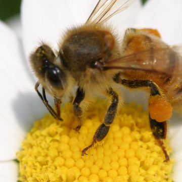 Ecobiose : reconquérir la biodiversité