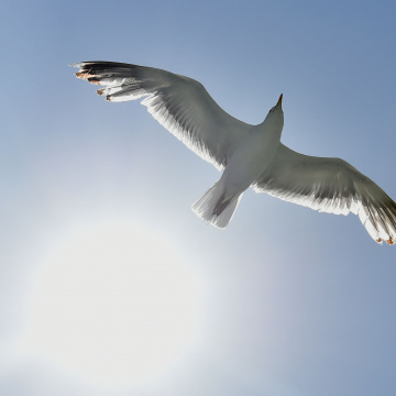 Climat et transition énergétique : adaptation aux changements climatiques