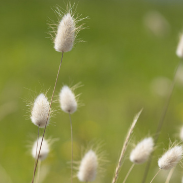 Les Réserves Naturelles Régionales, des espaces naturels remarquables