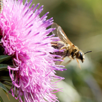Une stratégie régionale partagée pour la biodiversité