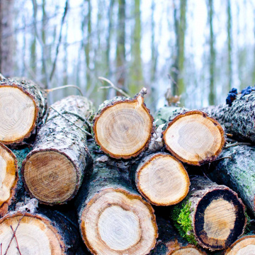 Energies renouvelables : participez au Schéma régional Biomasse