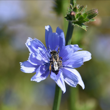 Assises régionales de la biodiversité 2021