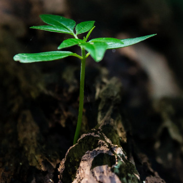 Néo Terra, la stratégie régionale pour les transitions