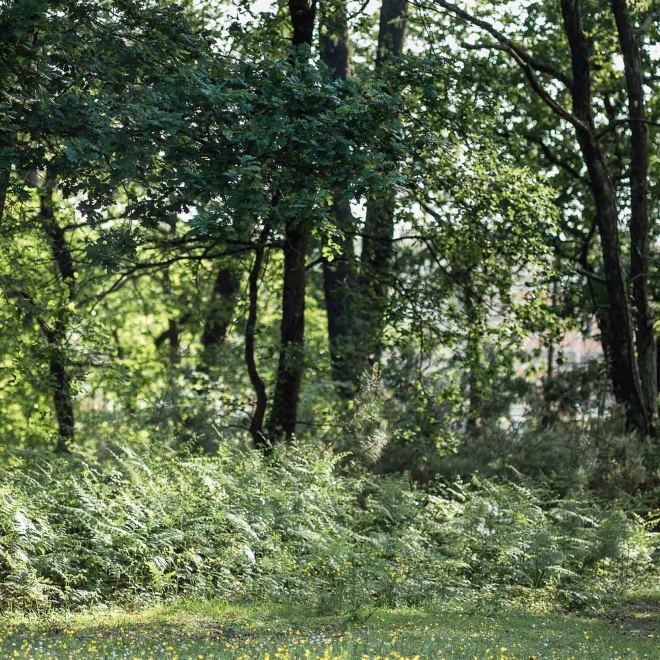 La Région poursuit son engagement pour les milieux forestiers