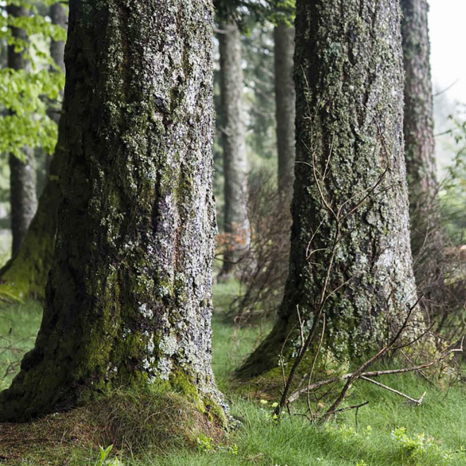 Un réseau de forêts pilotes face aux menaces climatiques