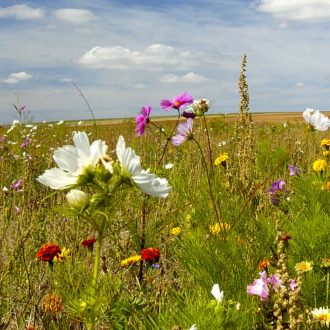 Biotope Festival 2020