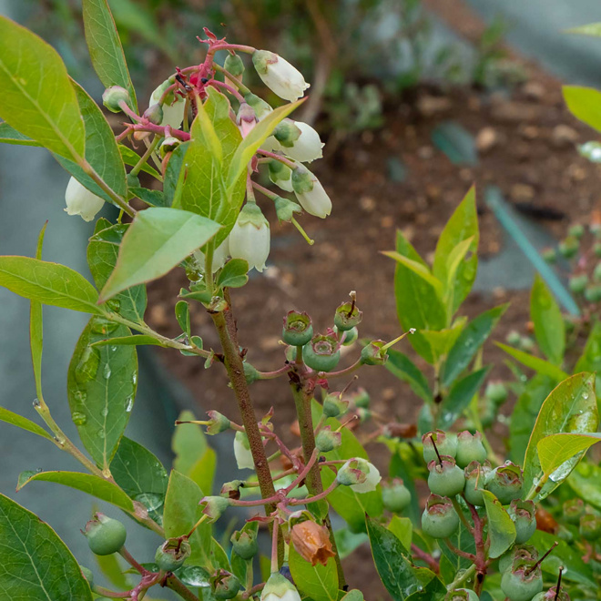 L’Avehc se lance dans la myrtille